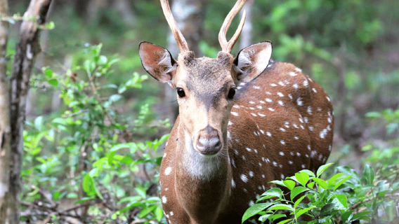 From Colombo: Wilpattu National Park Safari