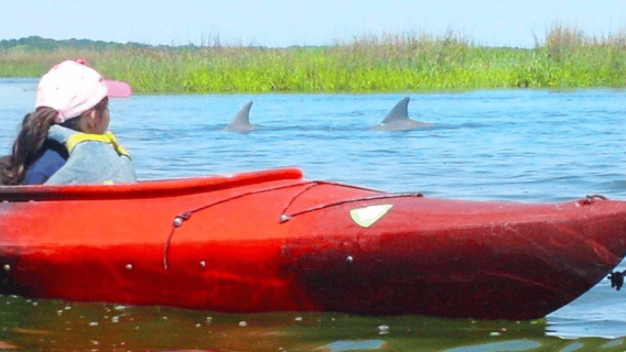 Hilton Head: tour naturalistico di 2 ore in kayak alla scoperta dei delfini