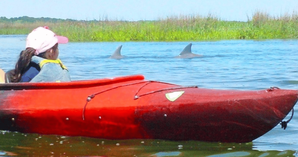 Hilton Head: 2-Hour Kayak Dolphin Nature Tour