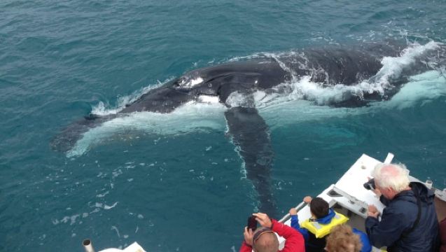Tour per l'Avvistamento delle Balene a Kalbarri