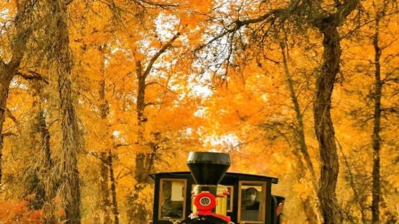 輪臺+塔里木胡楊林公園一日遊