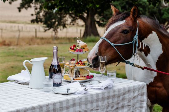 墨爾本亞拉河谷+普芬比利蒸汽火車一日遊【四人成團/天天出發】