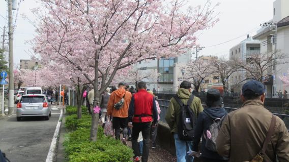 Yokohama: Cherry Blossom Viewing Riverside Walk