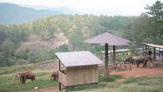 清邁醉美天燈節+飛躍叢林+大象咖啡（中文司機包車服務）