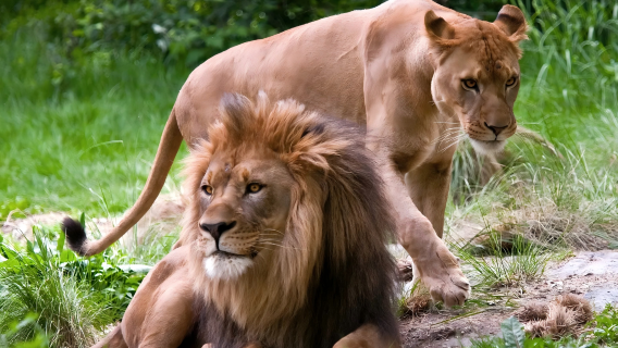 【紐約親子遊】布朗克斯動物園+M&M巧克力世界+公共圖書館
