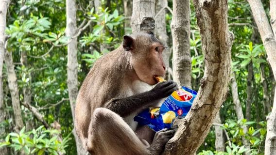 Korallenmangroven & Affeninsel Tagesausflug