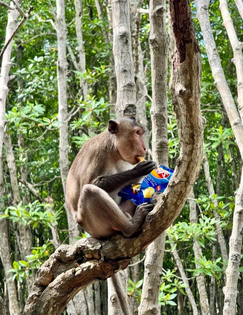 Celery and Red Mangrove & Monkey Island 1-day tour