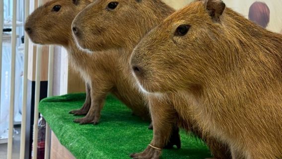 Capybara Cafe Moffu Tokyo: 30-Minute Capybara Interaction Experience