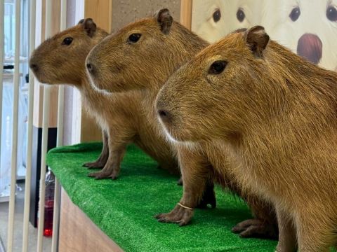 Capybara Cafe Moffu Tokyo: 30-Minute Capybara Interaction Experience