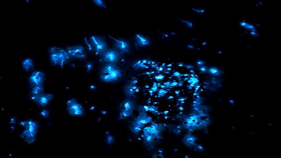 Kota Kinabalu: 5-dalam-1 Pemandangan Kinabalu, Bakau, Kunang-Kunang, Persembahan Api, Air Mata Biru dengan Bot