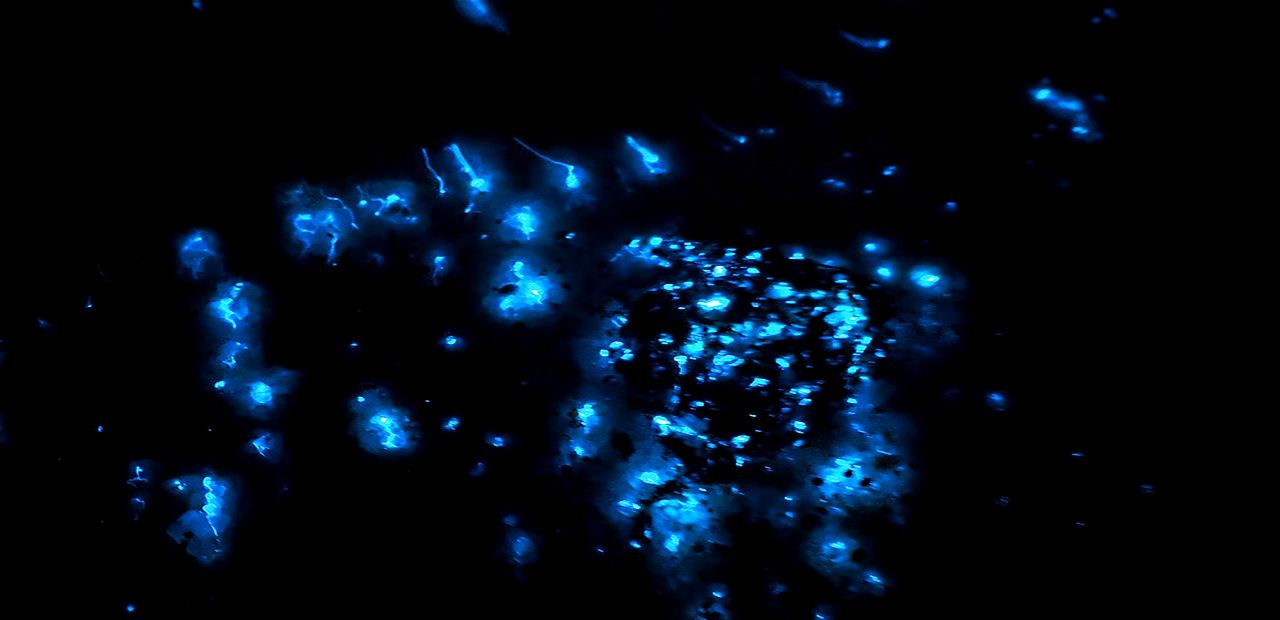 Kota Kinabalu: 5-in-1 Pemandangan Kinabalu, Mangrove, Kunang-Kunang, Pertunjukan Api, dan Blue Tear dengan Perahu