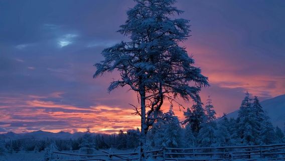 Finland + Rovaniemi + Husky & Co 1-day tour / Adjustable itinerary - Customizable