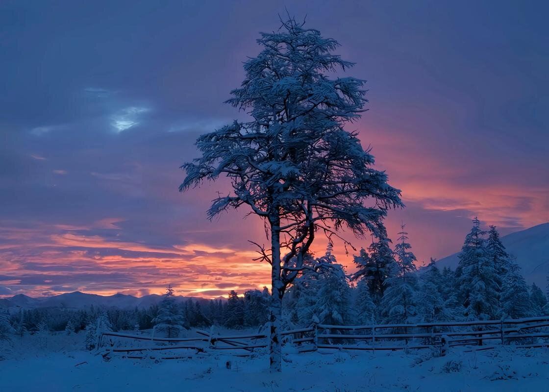 芬蘭+羅瓦涅米+哈士奇雪橇之旅一日遊/行程可調-可訂製