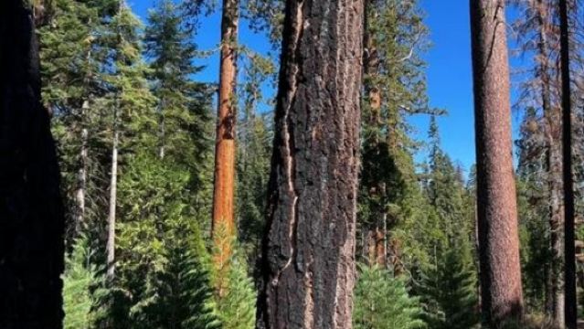 San Francisco + Yosemite National Park day tour/Customizable itinerary - Custom tours available