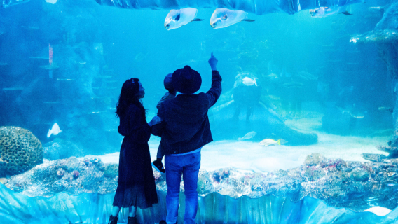 Pass per le attrazioni di Sydney con ingresso allo zoo di Sydney e alla Sydney Tower