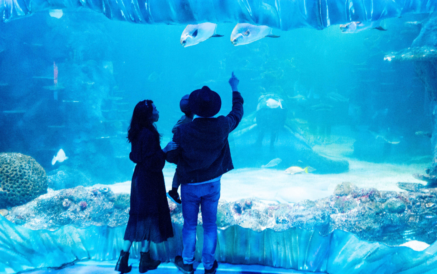 Sydney Attraction Pass including WILD LIFE Sydney Zoo and Sydney Tower Eye