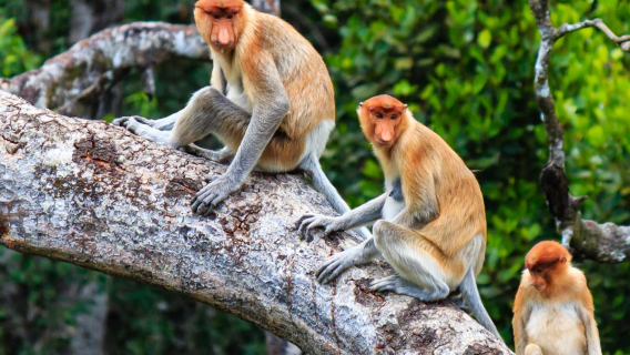 Excursión de un día a los manglares de Kawa y luciérnagas en Kota Kinabalu, Sabah, con comidas y traslados incluidos | Opción de grupo pequeño de 5 personas