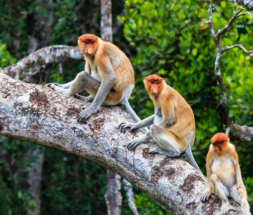 코타키나발루 카와카와 리버 크루즈 반딧불이 당일 치기 여행 (식사 및 픽업 포함) 5인 소규모 그룹 옵션