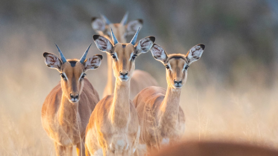 Pariwisata Pulau Selatan Selandia Baru: Pengalaman Berburu di Queenstown/Wanaka - Senjata Api Asli: Perburuan Selatan/ menembak dengan Senjata Api Hidup