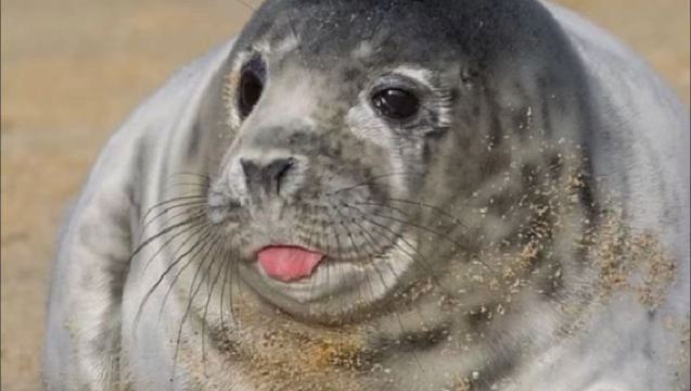 London - VIP Private Charter Day Tour to Horsey Gap for Seal Watching