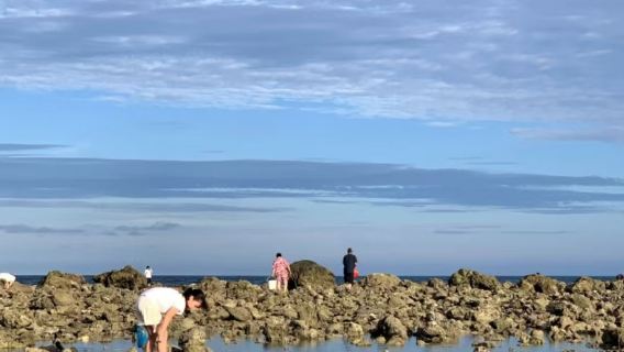 小東海趕海2小時 一對一家庭 小團制 離市區近交通方便 專業領隊保證安全 收穫皆可帶走