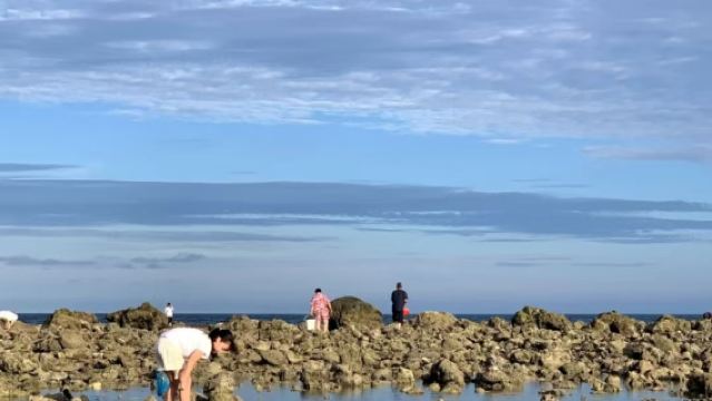 小東海趕海2小時 一對一家庭 小團制 離市區近交通方便 專業領隊保證安全 收穫皆可帶走