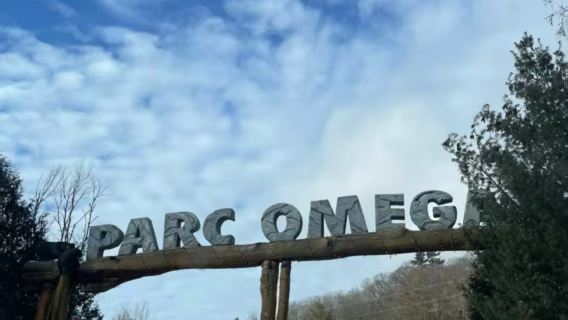 Kanada Montreal Pergi-Balik - Parc Omega [Lawatan Keluarga/Sewaan Peribadi Berbahasa Cina]