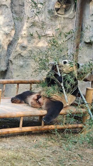 Shanghai Wild Animal Park Safari Guide Service | Family Package Options