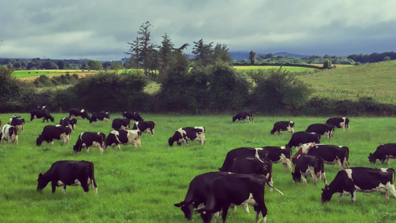 [Sewaan peribadi 12H Dublin Ireland] Taman Negara Burren + Tebing Moher (tiket masuk tidak termasuk)
