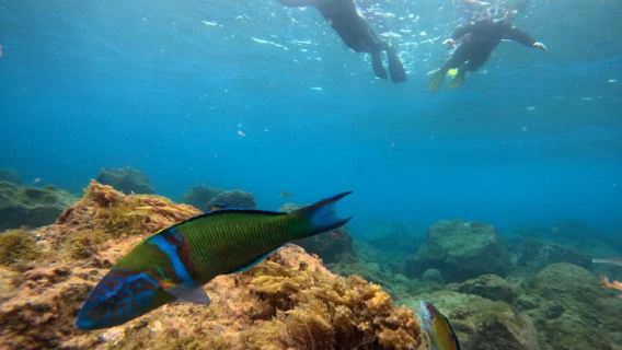 Snorkeling in Tenerife South: Discover the underwater world