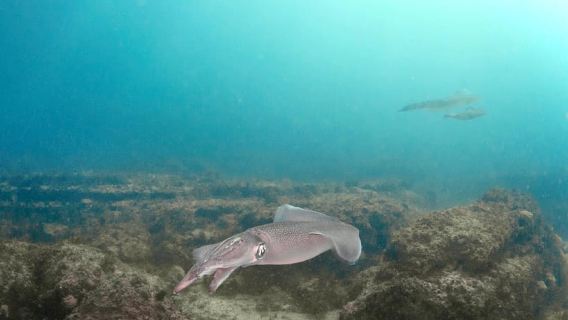 Lagos: Scuba Diving Experience for Beginners