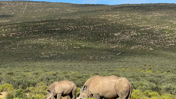 Cape Town - Safari terbuka pacuan empat roda - lawatan sehari sewaan peribadi