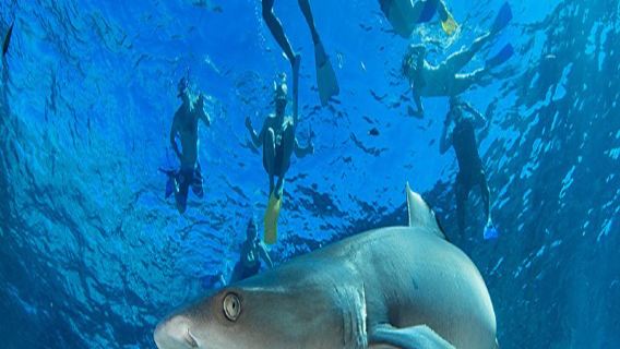 ฟิจิ เกาะกูอาตา ทัวร์วันเดียว/ทัวร์หลายวัน กลับ ดำน้ำ ดำน้ำ ฉลามหัวบาตรที่ได้รับการรับรอง