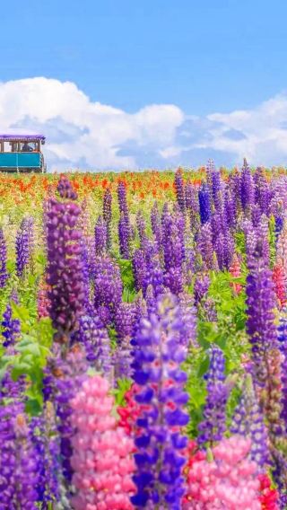 Hokkaido Biei & Furano Flower Fields Day Tour from Sapporo: Shikisai-no-Oka(Ticket Included), Farm Tomita, Blue Pond & Shirahige Waterfall (Optional: 9-Pax Small Group / Hotel Pick-up)