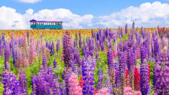 北海道四季の富田農場 花と海 日帰りツアー オプション:9名様の少人数グループ(ドアツードア送迎/ビュッフェ付き)