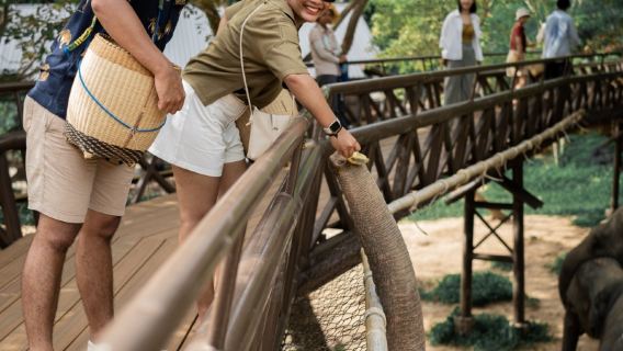 Elephant Visit at Samui Elephant Kingdom, Koh Samui, Thailand