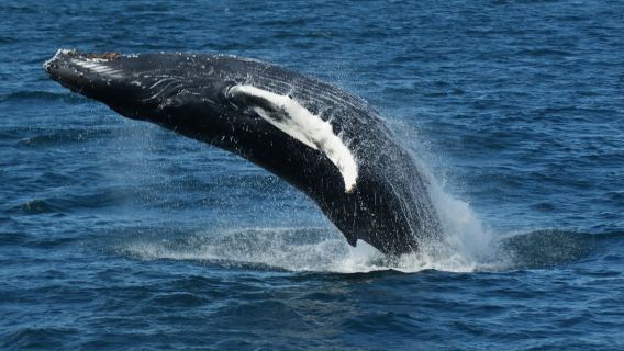 Reykjavik: tour guidato per l'osservazione delle balene