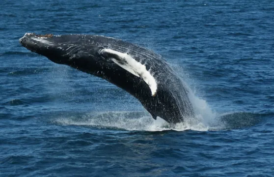 雷克雅未克：導賞觀鯨團