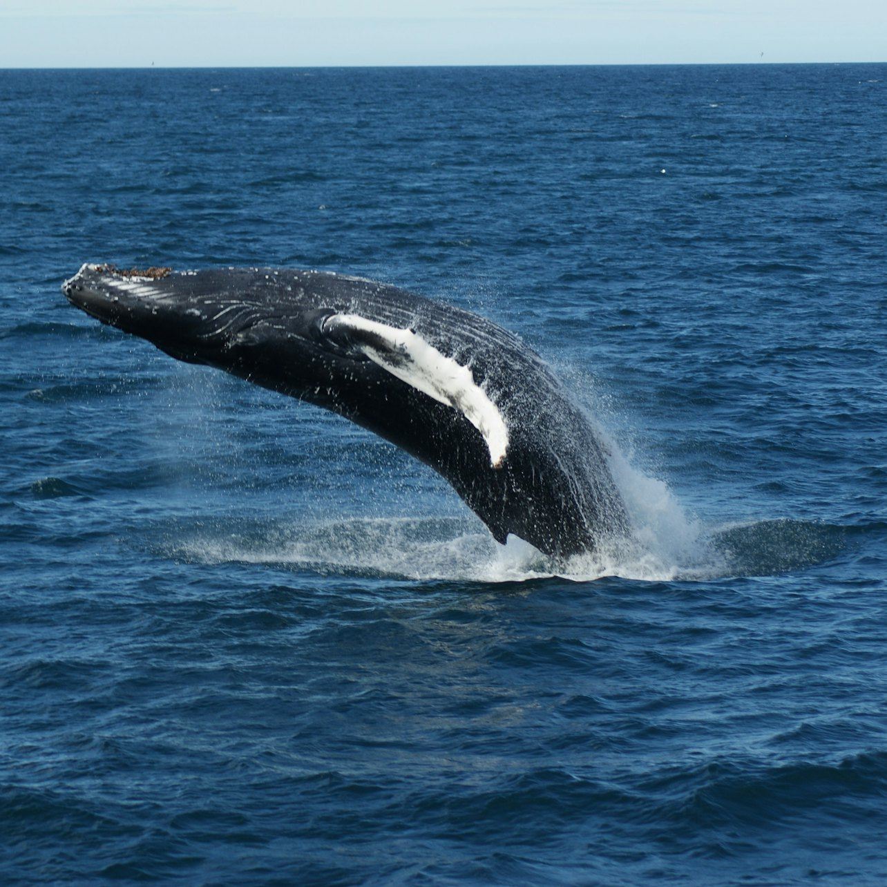 Reykjavik: Guided Whale Watching Tour