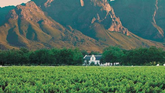 Winelands e Stellenbosch-Franschhoek: tour privato di degustazione di vini