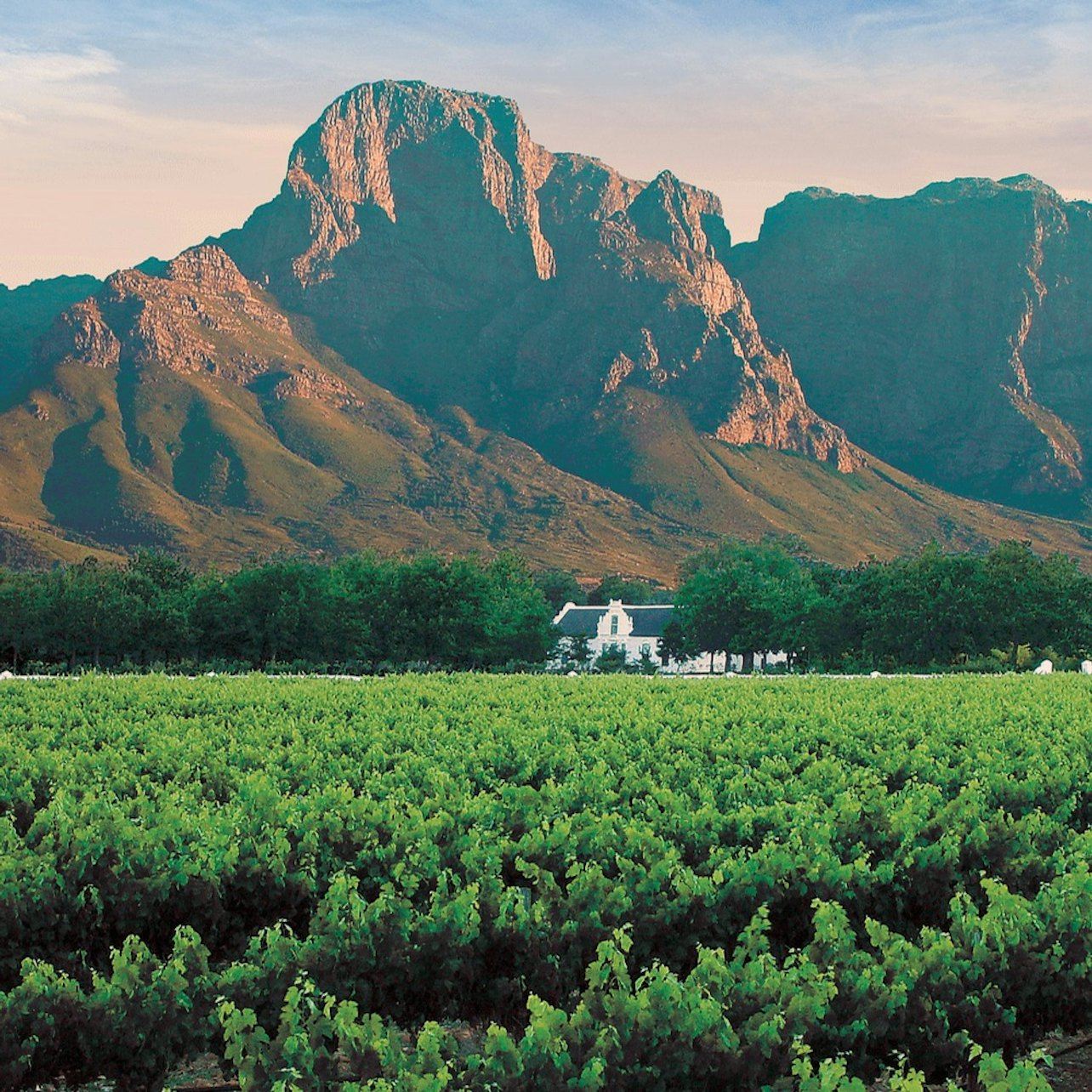 Winelands & Stellenbosch-Franschhoek: Private Wine Tasting Tour