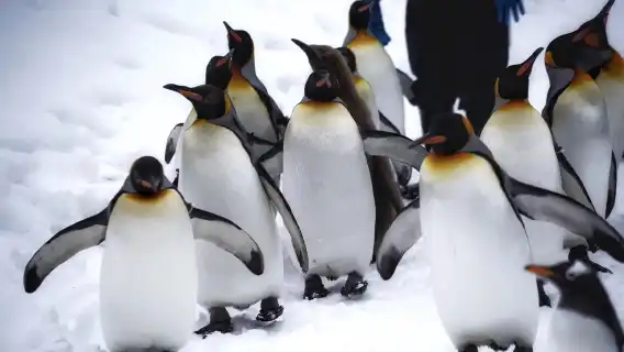 ทัวร์ 1 วัน ฮอกไกโด ญี่ปุ่น: สวนสัตว์อาซาฮิยามะ + ต้นไม้ดังแห่งบิเอะ + บ่อน้ําสีฟ้าชิโรกาเน + ทุ่งดอกไม้ชิกิซайโนะโอกะ