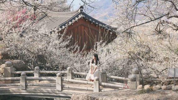 Gwangyang Plum Blossom Maehwa Festival + Jeonju Hanok Village One Day Tour (From Seoul, 2026 Spring Limited)
