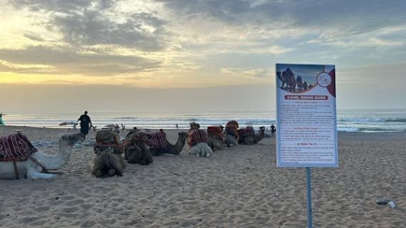 Sunset Camel Ride with BBQ Dinner from Agadir or Taghazout