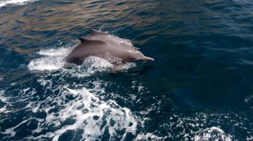 From Dubai Safari: Musandam Coastal Safari with Lunch Day Tours 2