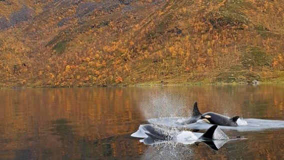 알타 출발: 소규모 고래 관찰