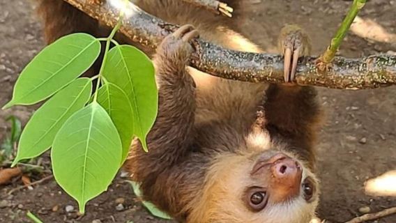 Ciudad de Panamá: Teleférico de Gamboa y Santuario de Perezosos