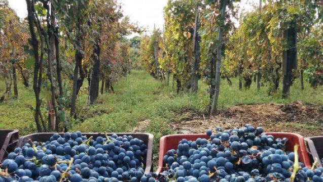 Sorrento: Family Farm Experience with Lunch