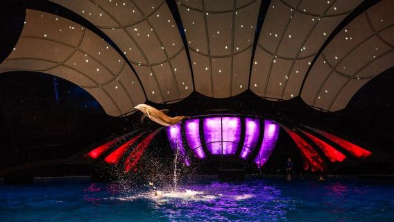 แอตแลนตา: บัตรเข้าชมพิพิธภัณฑ์สัตว์น้ำจอร์เจียแบบไม่ต้องเสียค่าเข้า