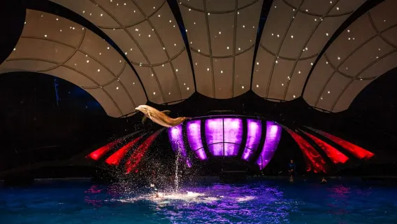 Atlanta: biglietto d'ingresso salta-biglietteria per l'Acquario della Georgia